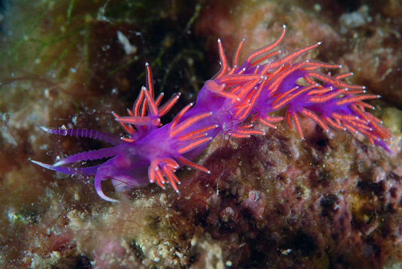 Flabellina ischitana